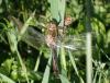 Cordulia aenea
